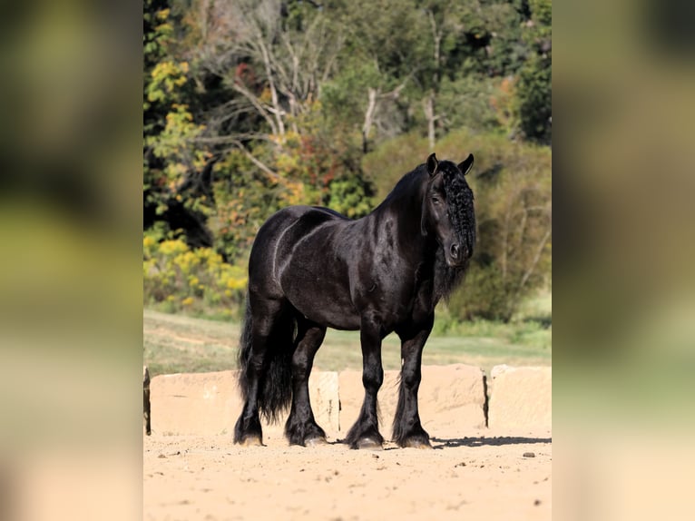 Fell pony Ruin 10 Jaar 137 cm Zwart in Millersburg