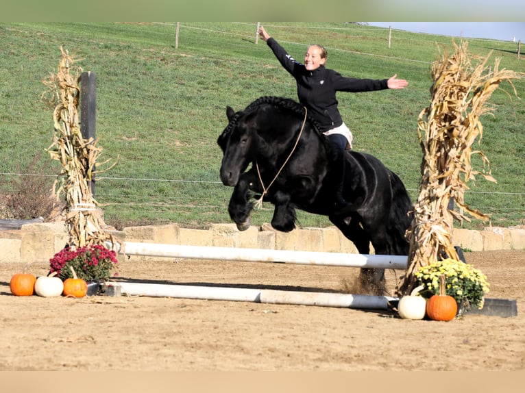 Fell pony Ruin 10 Jaar 137 cm Zwart in Millersburg