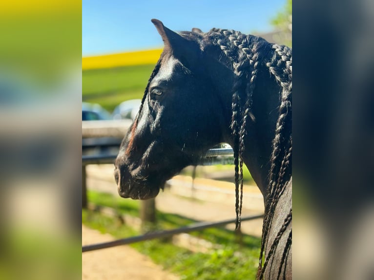Fell pony Ruin 12 Jaar 140 cm Zwart in Mettmann