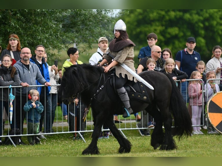 Fell pony Ruin 15 Jaar 142 cm Zwart in Santok