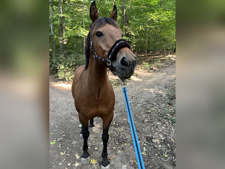 Fell pony Ruin 18 Jaar 144 cm Bruin in SprockhövelSprockhövel