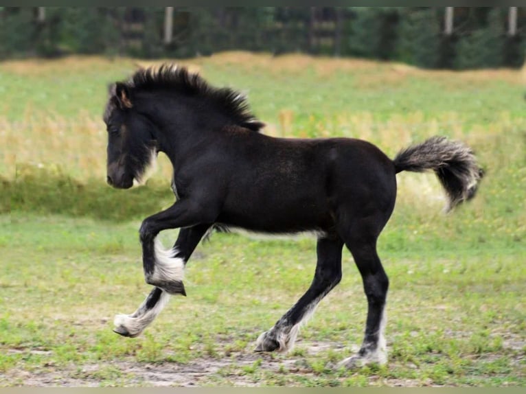 Fell pony Ruin 1 Jaar 137 cm Zwart in Santok