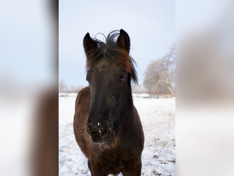 Fell pony Ruin 1 Jaar Zwart in Eastermar