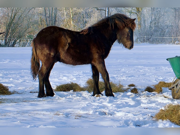 Fell pony Ruin 1 Jaar Zwart in Eastermar