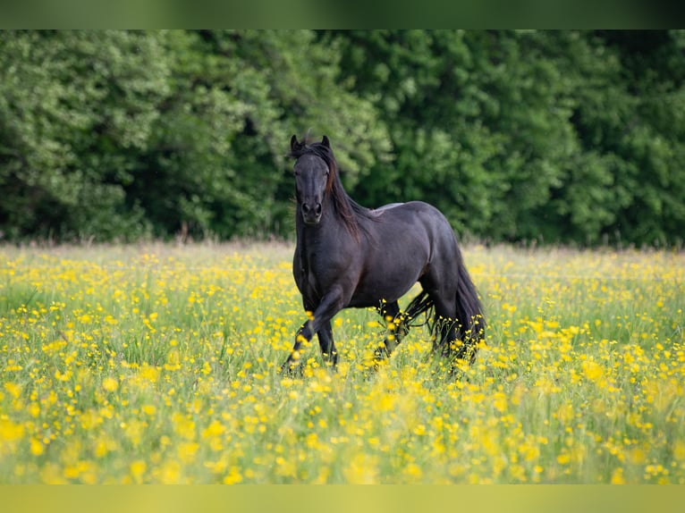 Fell pony Ruin 2 Jaar 143 cm Zwart in La Motte Feuilly
