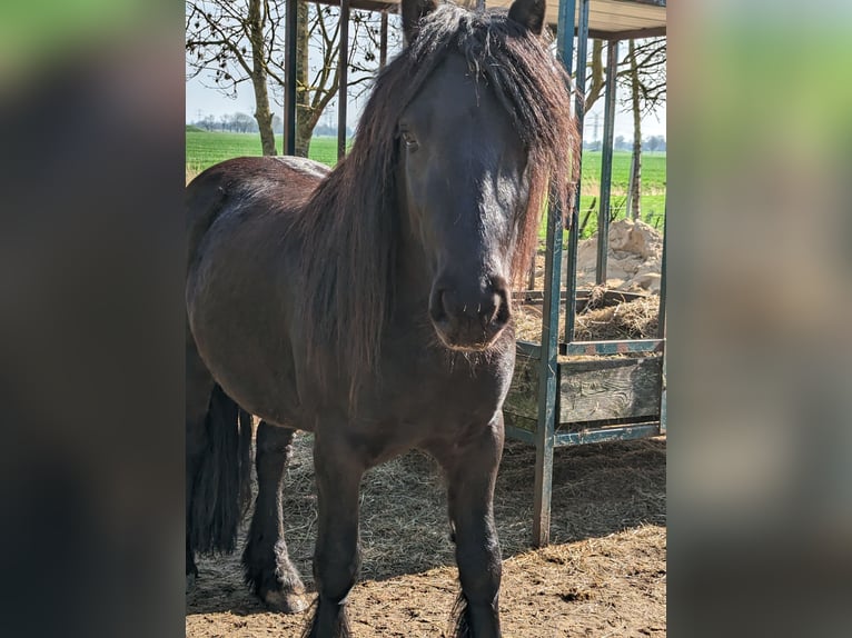 Fell pony Ruin 3 Jaar 130 cm Zwart in Nortorf bei Wilster