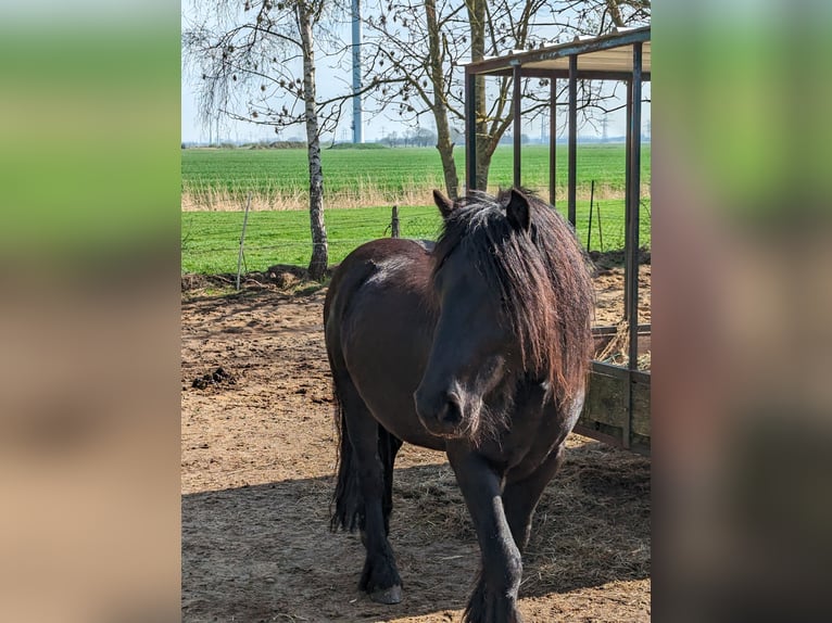 Fell pony Ruin 3 Jaar 130 cm Zwart in Nortorf bei Wilster