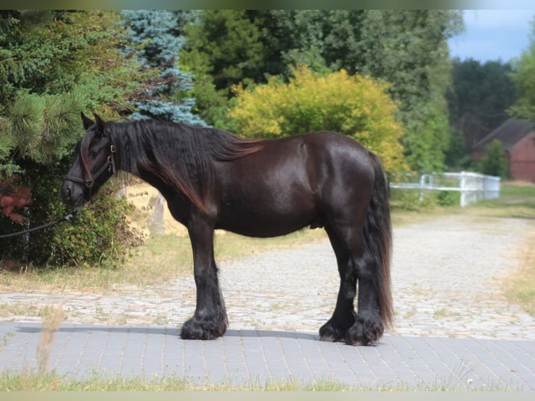 Fell pony Ruin 3 Jaar 138 cm Zwart in Santok