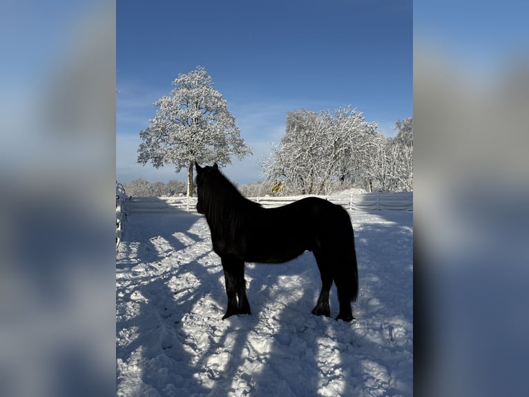 Fell pony Ruin 3 Jaar 144 cm Zwart in Bargstedt
