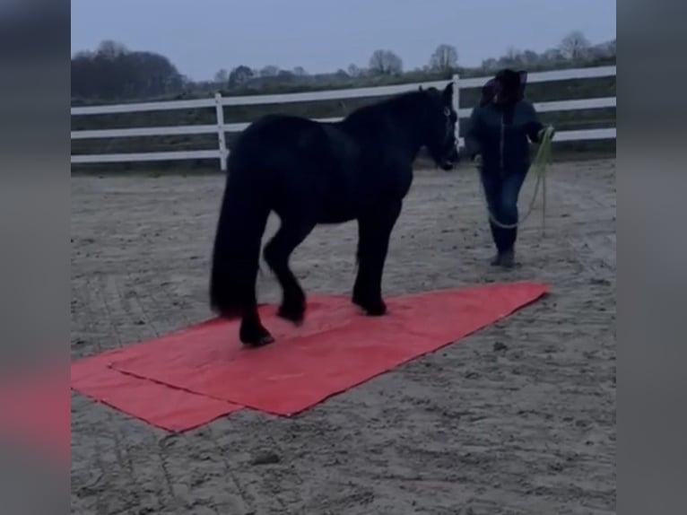 Fell pony Ruin 3 Jaar 144 cm Zwart in Bargstedt