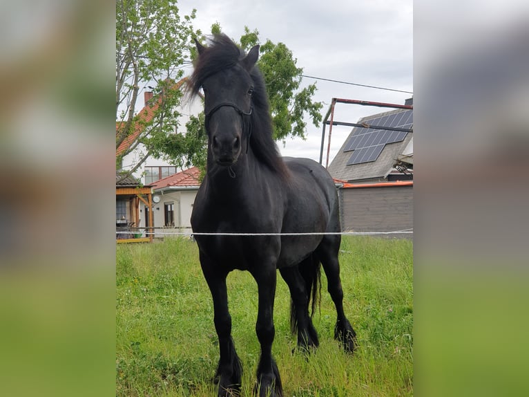 Fell pony Ruin 4 Jaar 145 cm Zwart in Maxen