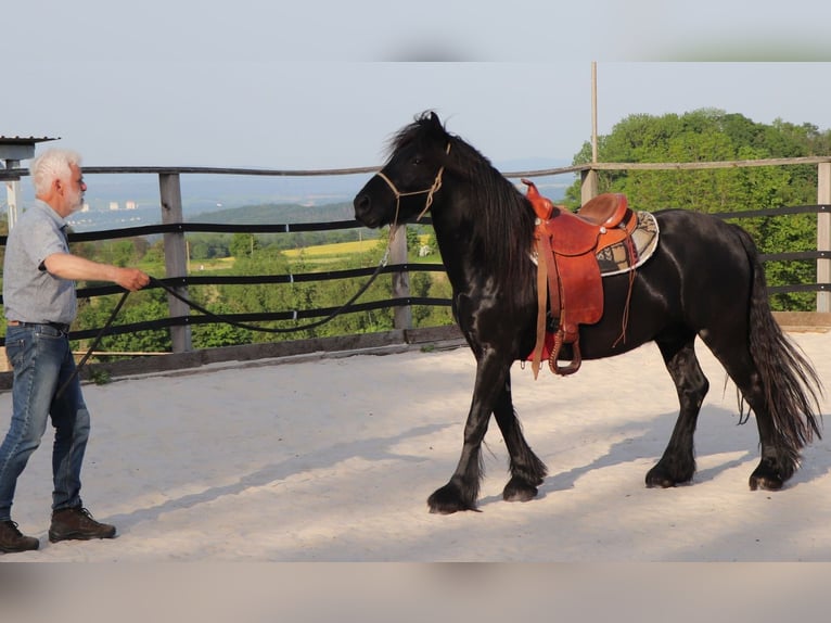 Fell pony Ruin 4 Jaar 145 cm Zwart in Müglitztal