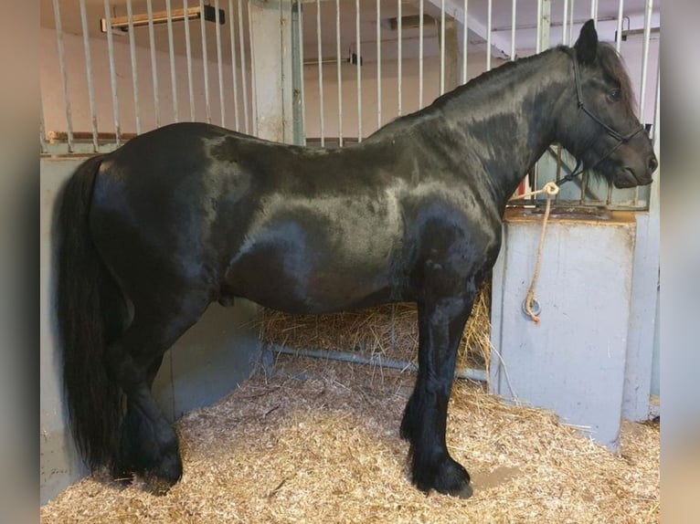 Fell pony Ruin 4 Jaar 145 cm Zwart in Müglitztal