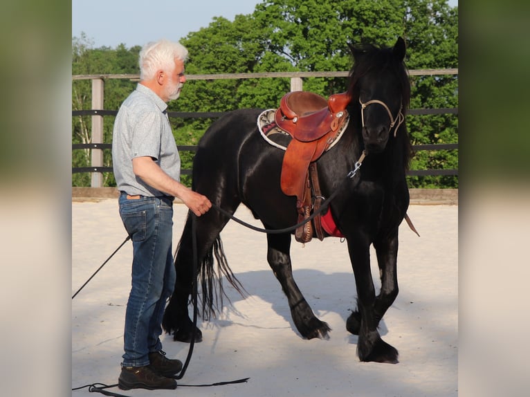 Fell pony Ruin 4 Jaar 145 cm Zwart in Müglitztal