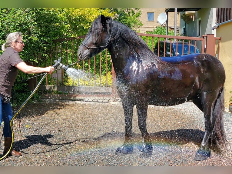 Fell pony Ruin 4 Jaar 145 cm Zwart in Müglitztal