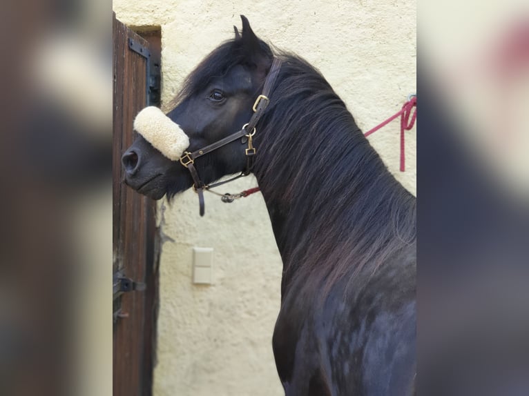 Fell pony Ruin 4 Jaar 145 cm Zwart in Müglitztal