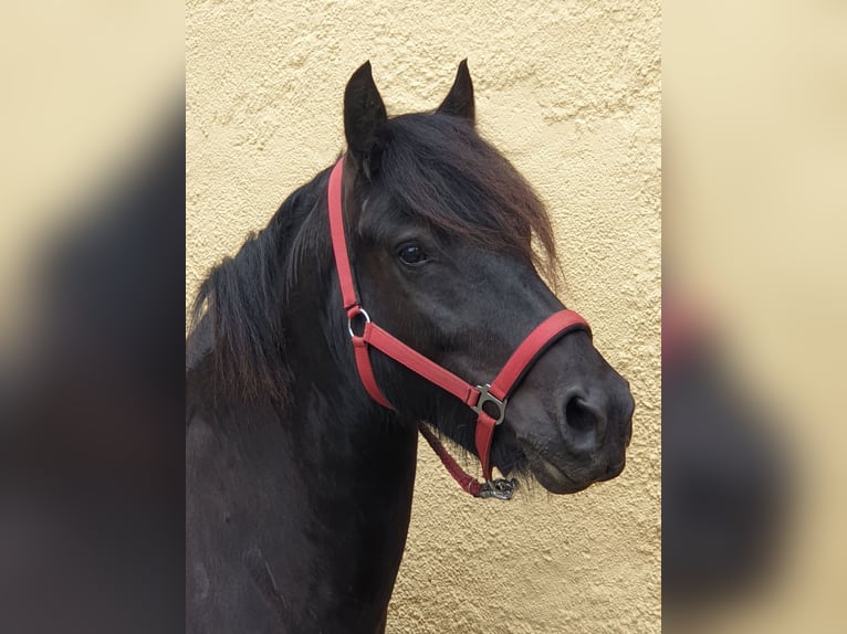 Fell pony Ruin 4 Jaar 145 cm Zwart in Müglitztal