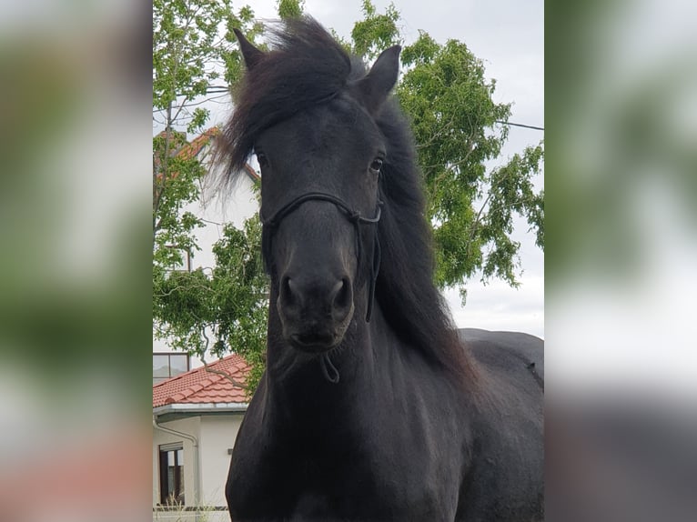 Fell pony Ruin 4 Jaar 145 cm Zwart in Müglitztal