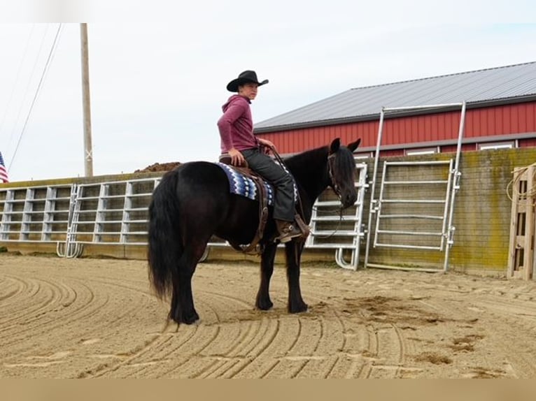 Fell pony Ruin 4 Jaar Zwart in Wooster