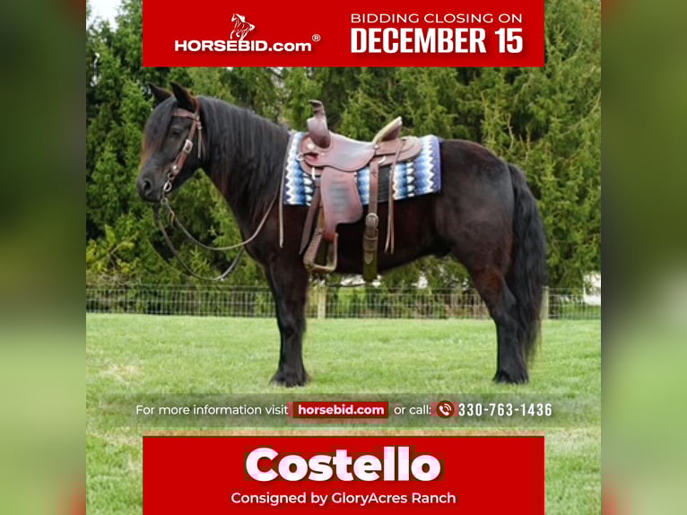 Fell pony Ruin 5 Jaar 140 cm Zwart in Wooster