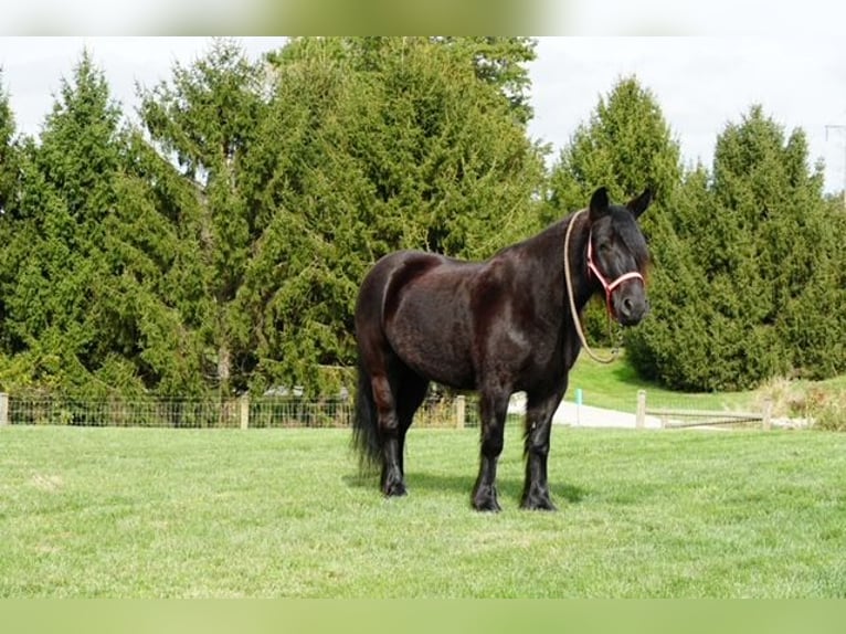 Fell pony Ruin 5 Jaar Zwart in Wooster