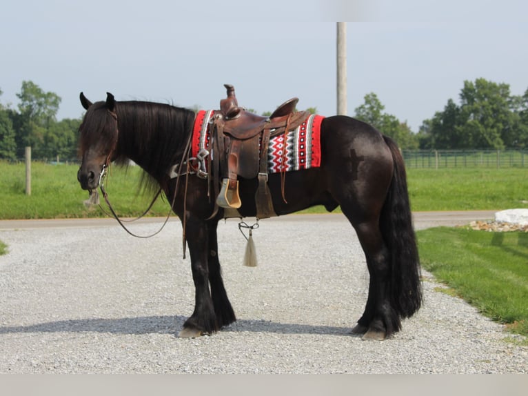 Fell pony Ruin 6 Jaar 150 cm Zwart in Fredericksburg