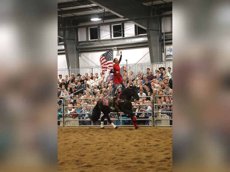 Fell pony Ruin 6 Jaar 150 cm Zwart in Fredericksburg