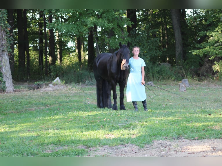 Fell pony Ruin 6 Jaar 150 cm Zwart in Fredericksburg