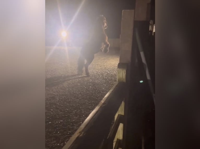 Fell pony Ruin 7 Jaar 140 cm Zwart in Chobham