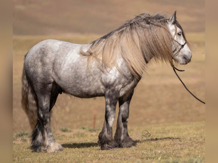 Fell pony Ruin 8 Jaar 142 cm Appelschimmel in Bitterwater CA