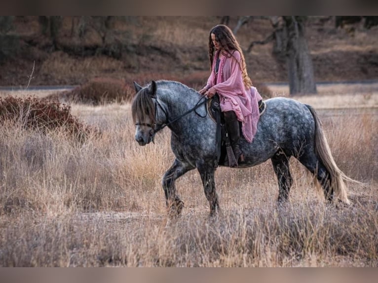 Fell pony Ruin 8 Jaar 142 cm Appelschimmel in Bitterwater CA