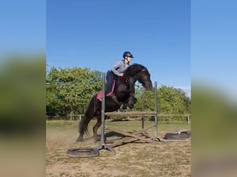 Fell pony Ruin 8 Jaar 145 cm Zwart in Müglitztal
