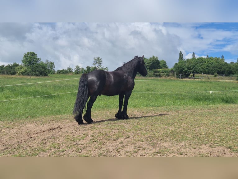 Fell pony Ruin 8 Jaar 145 cm Zwart in Müglitztal