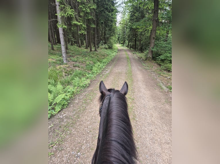 Fell pony Ruin 8 Jaar 145 cm Zwart in Müglitztal