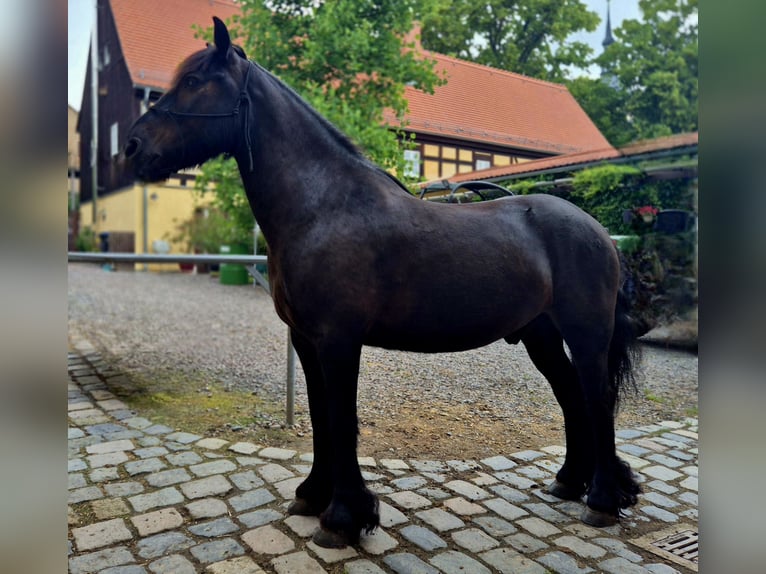 Fell pony Ruin 8 Jaar 145 cm Zwart in Müglitztal