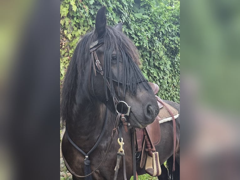 Fell pony Ruin 8 Jaar 145 cm Zwart in Müglitztal