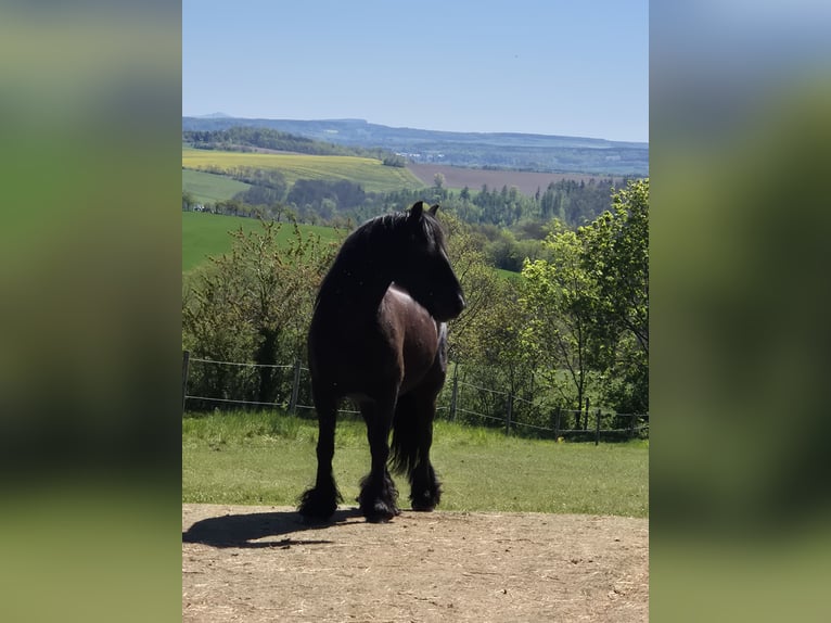 Fell pony Ruin 8 Jaar 145 cm Zwart in Müglitztal