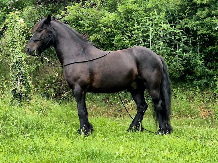 Fell pony Ruin 8 Jaar 145 cm Zwart in Müglitztal