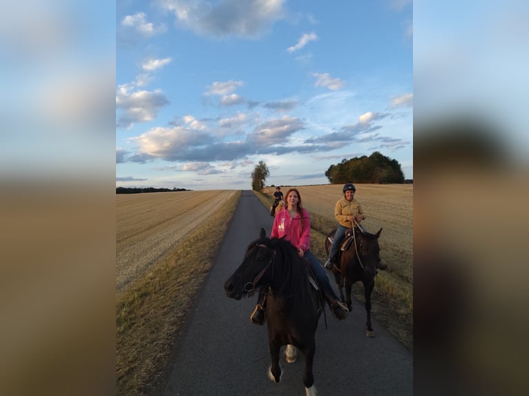 Fell pony Mix Ruin 8 Jaar 146 cm Zwart in Oberelsbach
