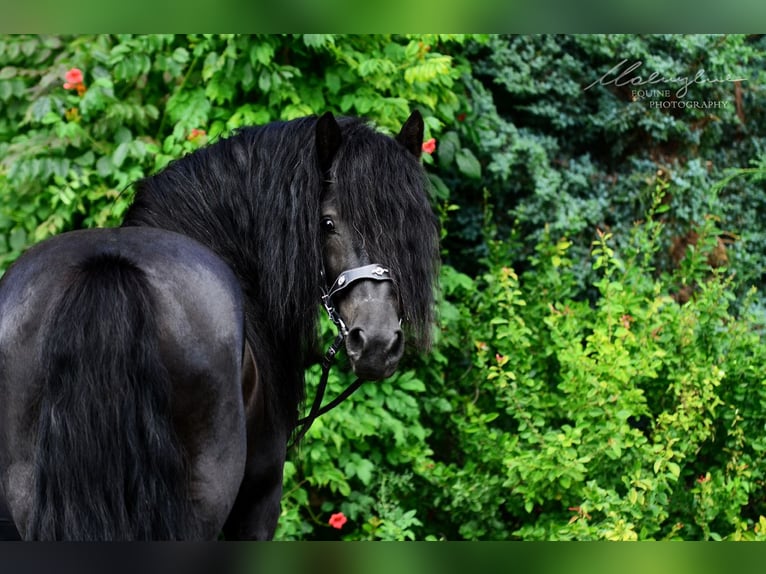 Fell pony Stallion 13 years 13,3 hh Black in Santok