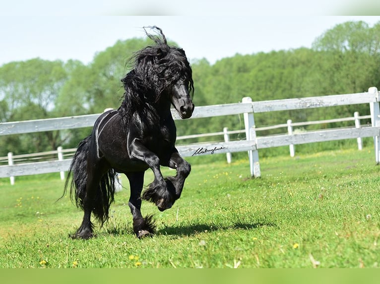 Fell pony Stallion 13 years 13,3 hh Black in Santok