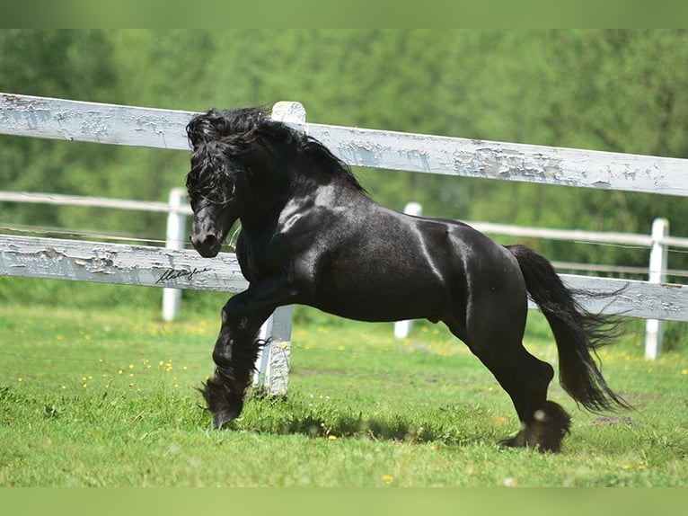 Fell pony Stallion 14 years 13,3 hh Black in Santok