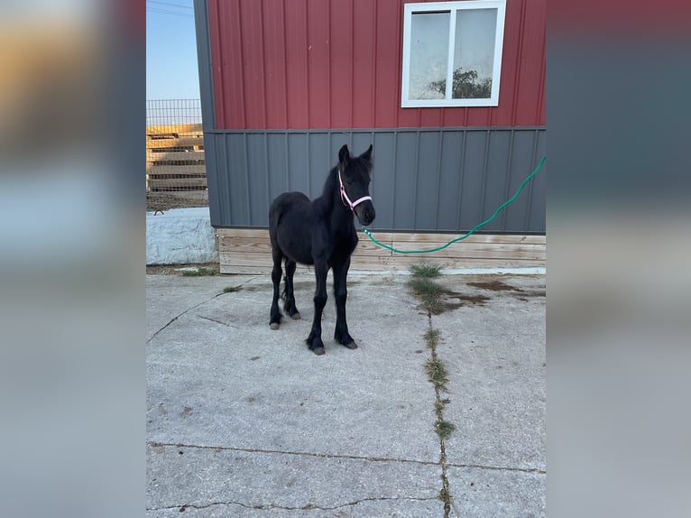 Fell pony Stallion 1 year 10,1 hh Black in Wooster