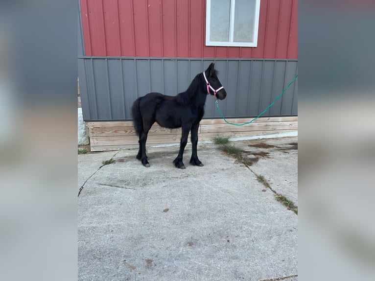 Fell pony Stallion 1 year 10,1 hh Black in Wooster