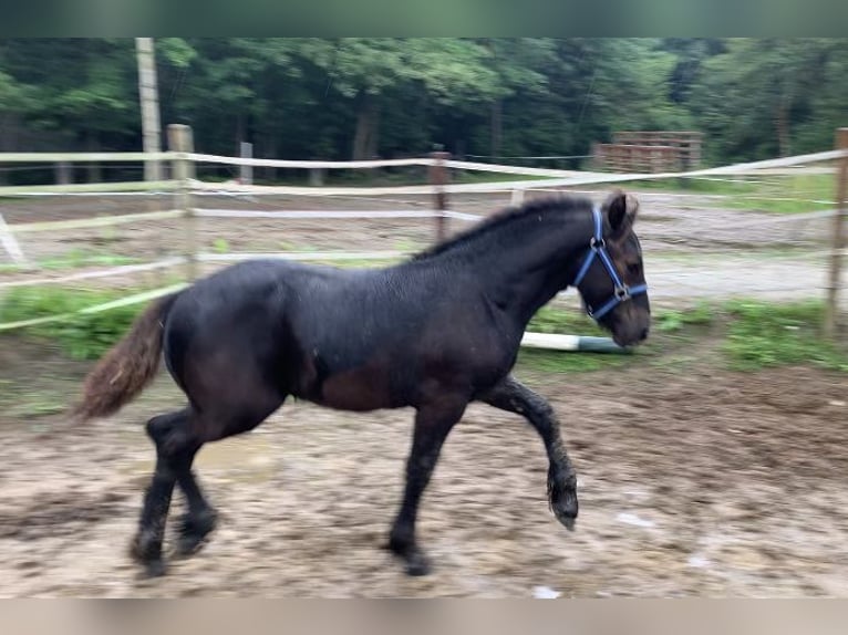 Fell pony Mix Stallion 1 year 12,1 hh Smoky-Black in Lage mierde