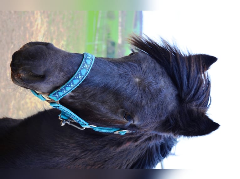 Fell pony Stallion 1 year 13,1 hh Black in Bretnig-Hauswalde