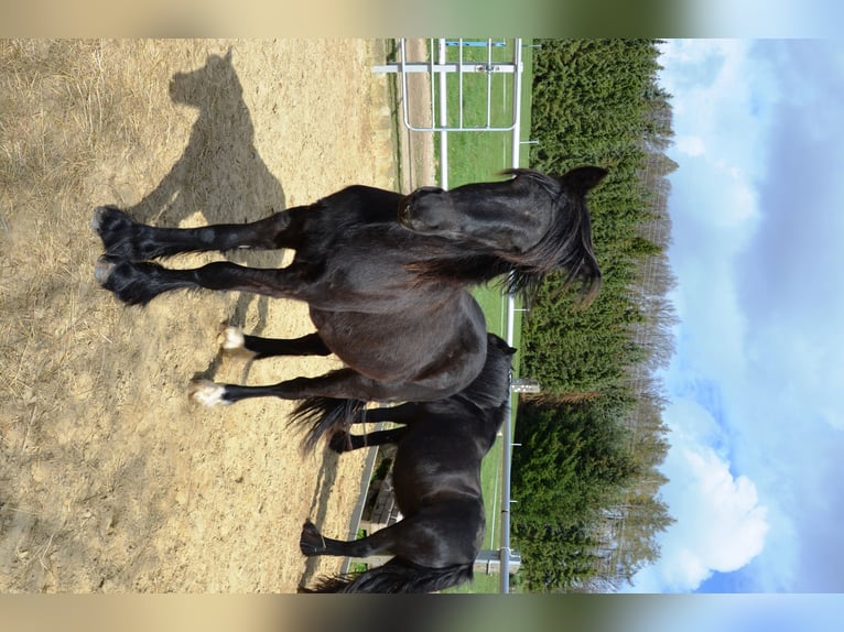 Fell pony Stallion 1 year 13,1 hh Black in Bretnig-Hauswalde