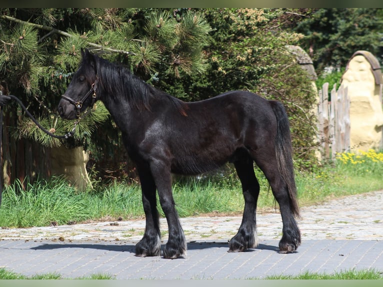 Fell pony Stallion 1 year 13,1 hh Black in Santok