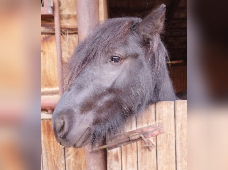 Fell pony Stallion 1 year 13,2 hh Smoky-Black in Veľka Dolina