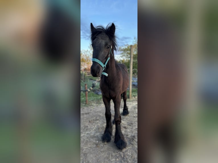 Fell pony Stallion 1 year 13,2 hh Smoky-Black in Veľka Dolina